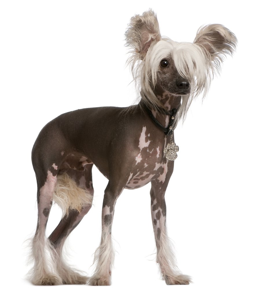 caine chinese crested