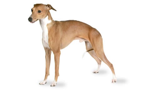 caine whippet